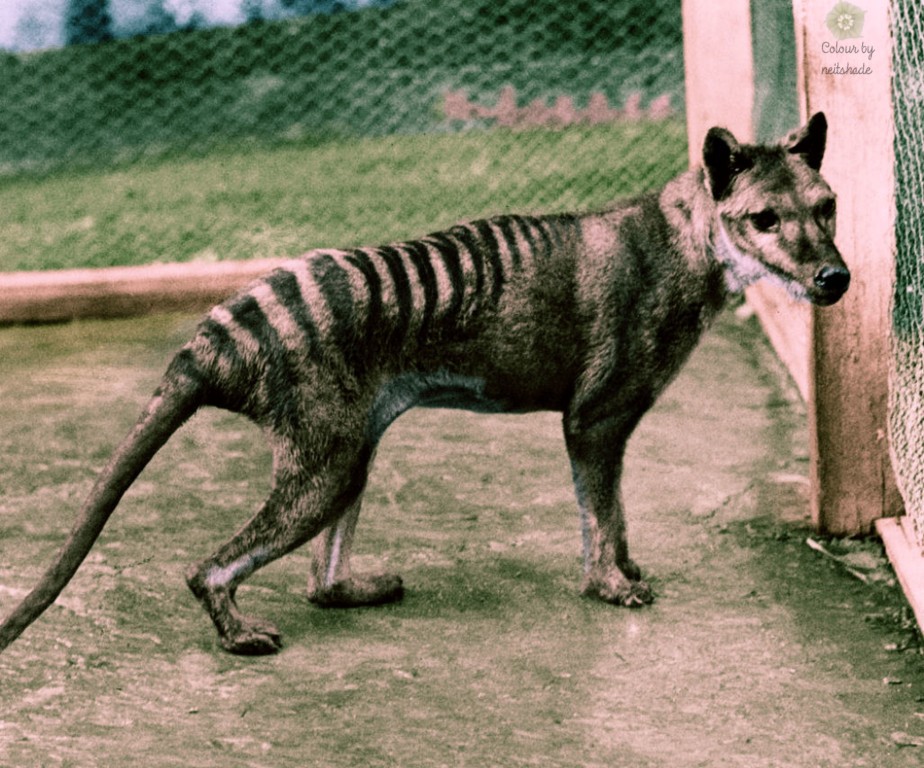 thylacine_tasmanian_tiger2